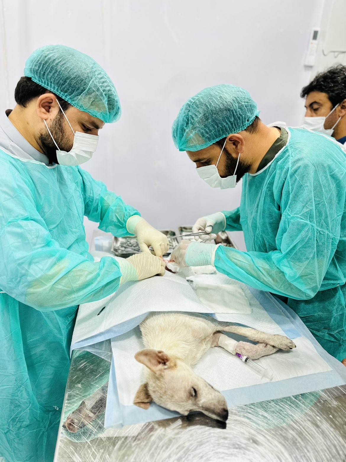 Veterinary Surgery Team